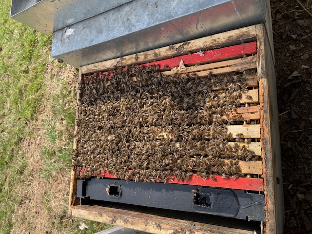 Bienenvölker auf Dadant US