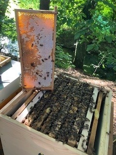 BIO Carnica Bienenvölker